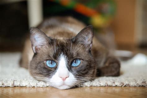 11 Blue Eyed Cat Breeds You Won't Be Able to Resist