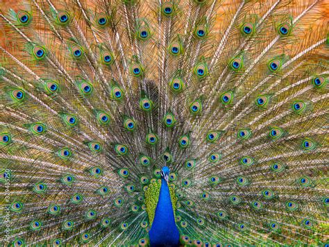 Beautiful Display of Train of Feathers On An Indian Peafowl Stock Photo ...