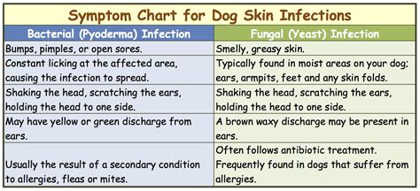 Dog Skin Infection. How To Recognize and Treat The Symptoms.