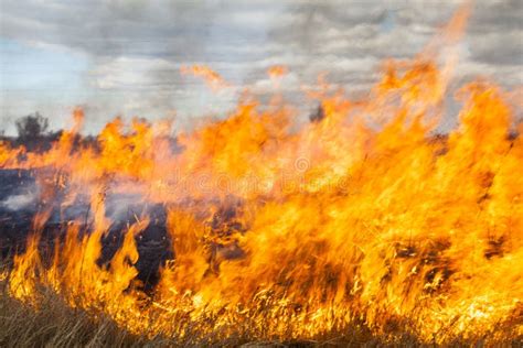 Big fire in the field stock photo. Image of grass, destroy - 149319870