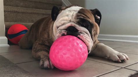 Reuben the Bulldog: Play Ball! - YouTube