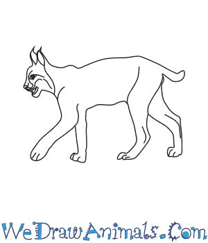 How to Draw an Iberian Lynx