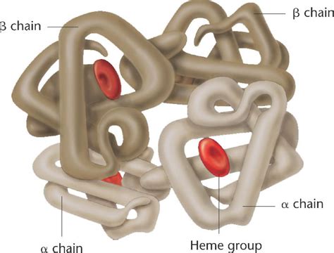 protein_structure-quaternary.html 14_20-protein_structure-quaternary.jpg