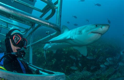 Great White Shark Expedition (4 Nights) - Rodney Fox Shark Expeditions Reservations