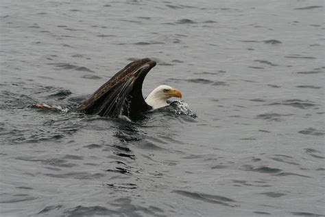 Swimming Bald Eagle | Flickr - Photo Sharing!