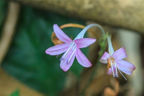 Premium Photo | Beautiful wild flower in forest