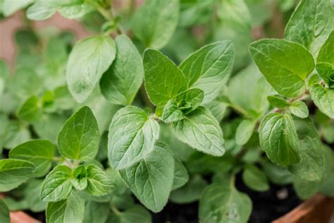 Oregano Seedlings