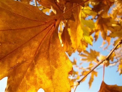 Plane Tree Autumn Leafs Free Photo Download | FreeImages