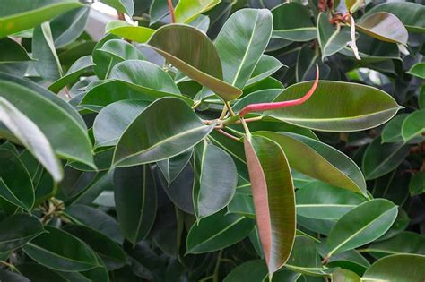 How to Grow and Care for Rubber Tree Plants (Ficus elastica)