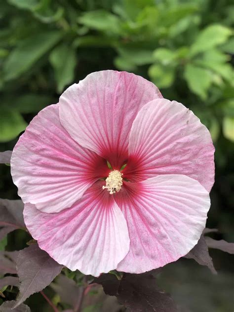 Dinner plate hibiscus 🌺 🍽 Unleash the tropical vibe in your garden