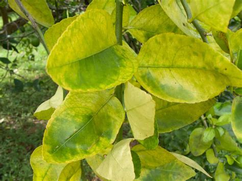 7 Orange Tree Diseases: How to Identify and Treat Them - Minneopa Orchards