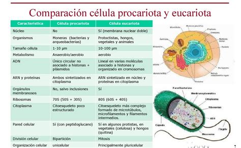 10 Ejemplos Cuadro Comparativo De Celula Eucariota Y Procariota Pdf | Images and Photos finder