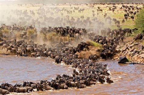 The Wildebeest Migration in Kenya | Kenya Wildlife Safaris 2023 | Mega