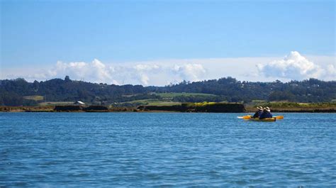 Elkhorn Slough Kayaking: An Aquatic Safari in Santa Cruz County