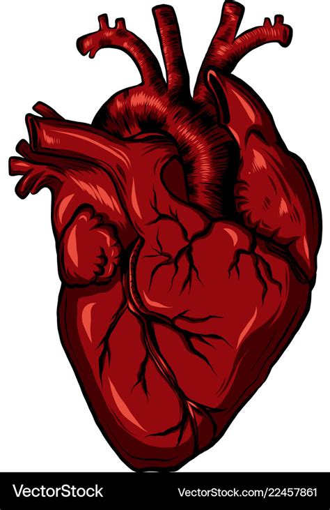 Real biology human heart red Royalty Free Vector Image