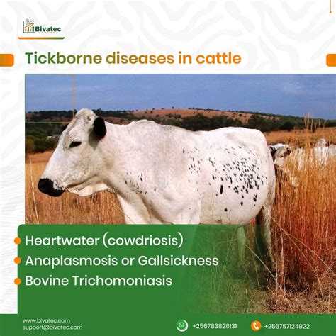 Managing Major Cattle Diseases: Anaplasmosis, Heartwater, and Bovine ...