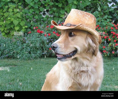 Golden Retriever Wearing a Hat Stock Photo - Alamy