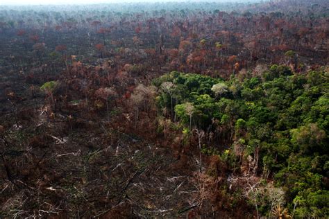 Amazon Forest Becoming Less of a Climate Change Safety Net - The New ...