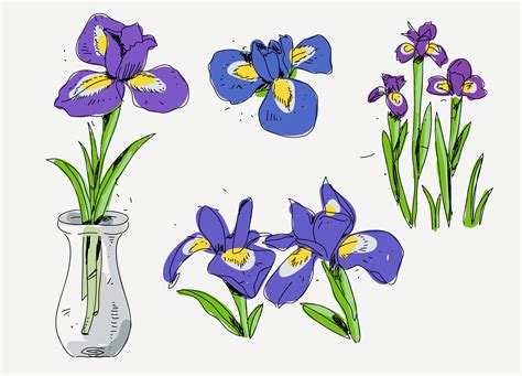 Iris Flower Hand Drawn Sketch vector illustration 206304 Vector Art at Vecteezy