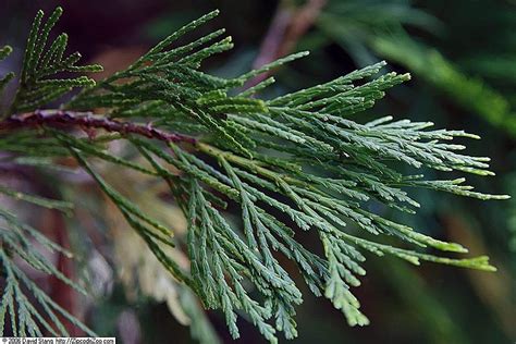 Calocedrus decurrens (California Incense Cedar, California post cedar, Incense Cedar, Incense ...