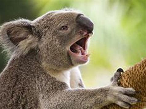 Interesting Facts - Australian Koala Foundation