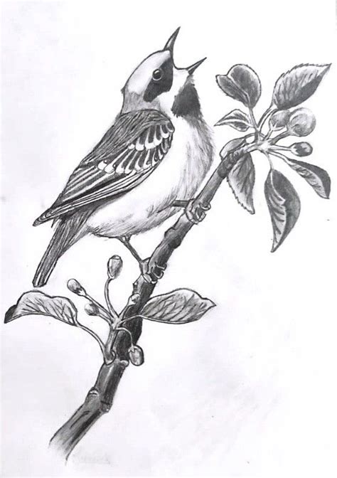 Bird pencil shading | Bird drawings, Pencil shading, Bird sketch