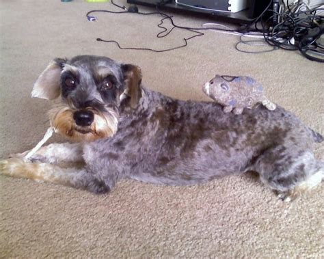 Schnoodle Haircuts: Grooming Tips and Hairstyle Pictures | Schnoodle, Puppy grooming, Dog haircuts