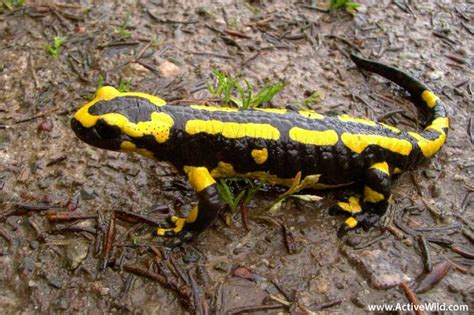 Fire Salamander Facts For Kids & Adults: Pictures, Information & Video