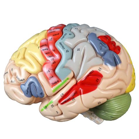 VAB400 Color-Coded Human Brain - Brains & Nervous System - Anatomical ...