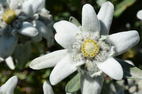 Edelweiss: The National Flower of Switzerland