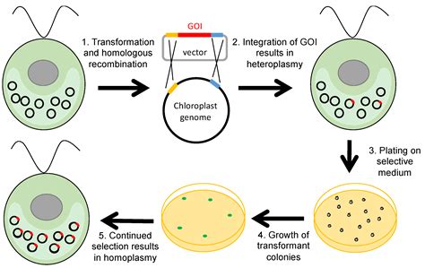 Biology | Free Full-Text | Selectable Markers and Reporter Genes for Engineering the Chloroplast ...