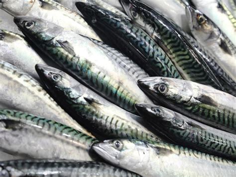 British mackerel has sustainable status stripped after years of ...