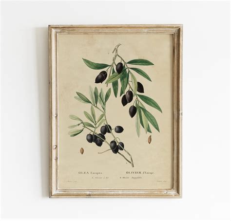 Olive Vintage Print, Olive Painting, Kitchen Art, Botanical Poster ...