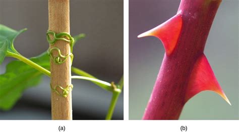 Stems | Boundless Biology