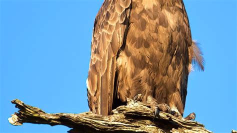 Brown Snake eagle | Golfweek