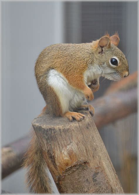 Cute Little Squirrel Free Stock Photo - Public Domain Pictures