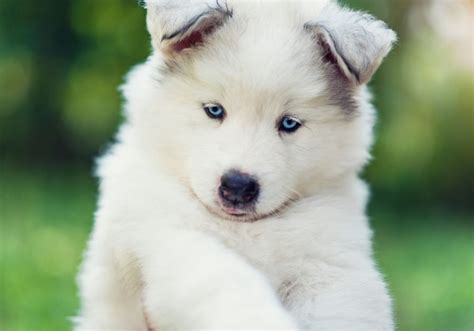 Samoyed Husky Mix: A Complete Samusky Guide | Puplore