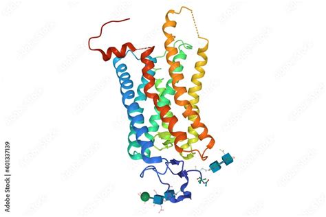 Crystal structure of photoactivated rhodopsin, 3D cartoon model ...