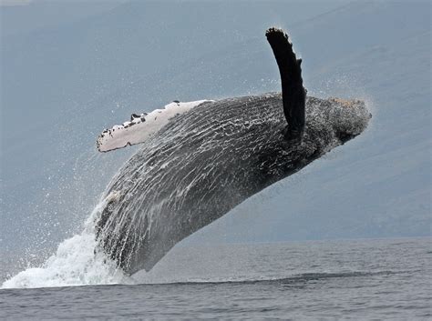 February is the Peak of Whale Watching Season on Maui!