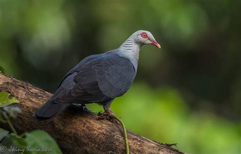 Andaman Woodpigeon: an endemic of the Andaman & Nicobar Islands - the birds that are seen in the ...