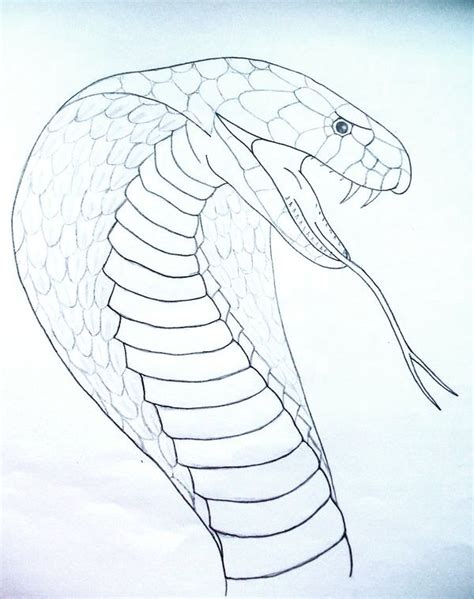 Cobra Snake Head Drawing at GetDrawings | Free download