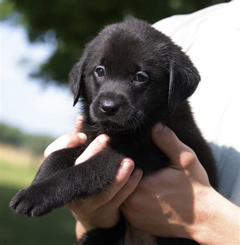 Black English Labrador Puppies - Kindred Pup