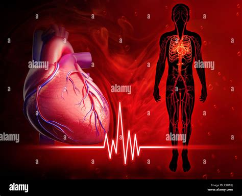 Illustration of human heart beat diagram Stock Photo - Alamy