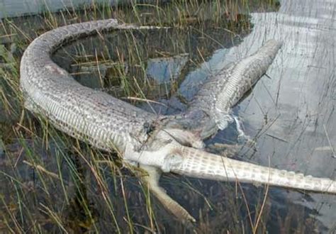 Do Alligators Eat Burmese Pythons?