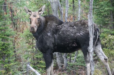 Moose spotted on the Old Canada Road in Northern Maine | Moose ...