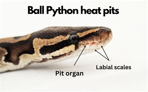 Ball Python heat pits: What are they, and how do they work?