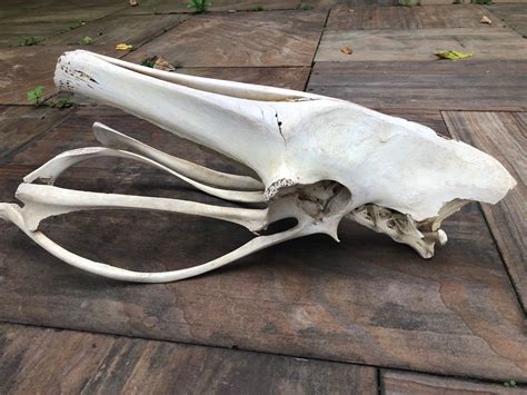 What animal is this bone from? : r/bonecollecting