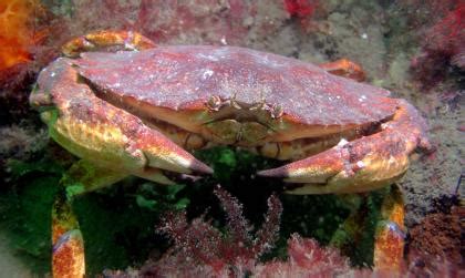 Crab identification and soft-shell crab | Washington Department of Fish & Wildlife