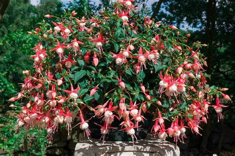 Fuchsia Plant Care: How To Grow The Fuchsia Flower