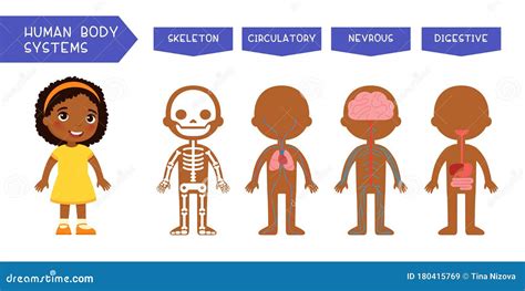 Human Body Systems Educational Kids Banner Flat Vector Template. Illustrated Cute Anatomy ...